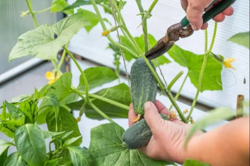 Прищипывание огурцов Прищипывание огурцов