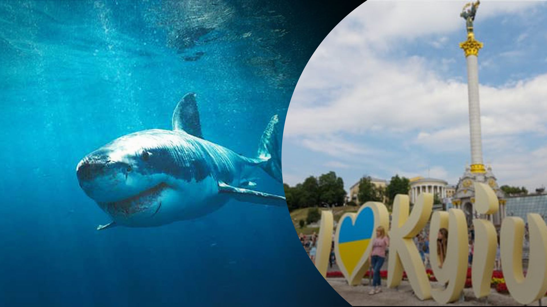 В Киеве предлагают установить памятник акуле