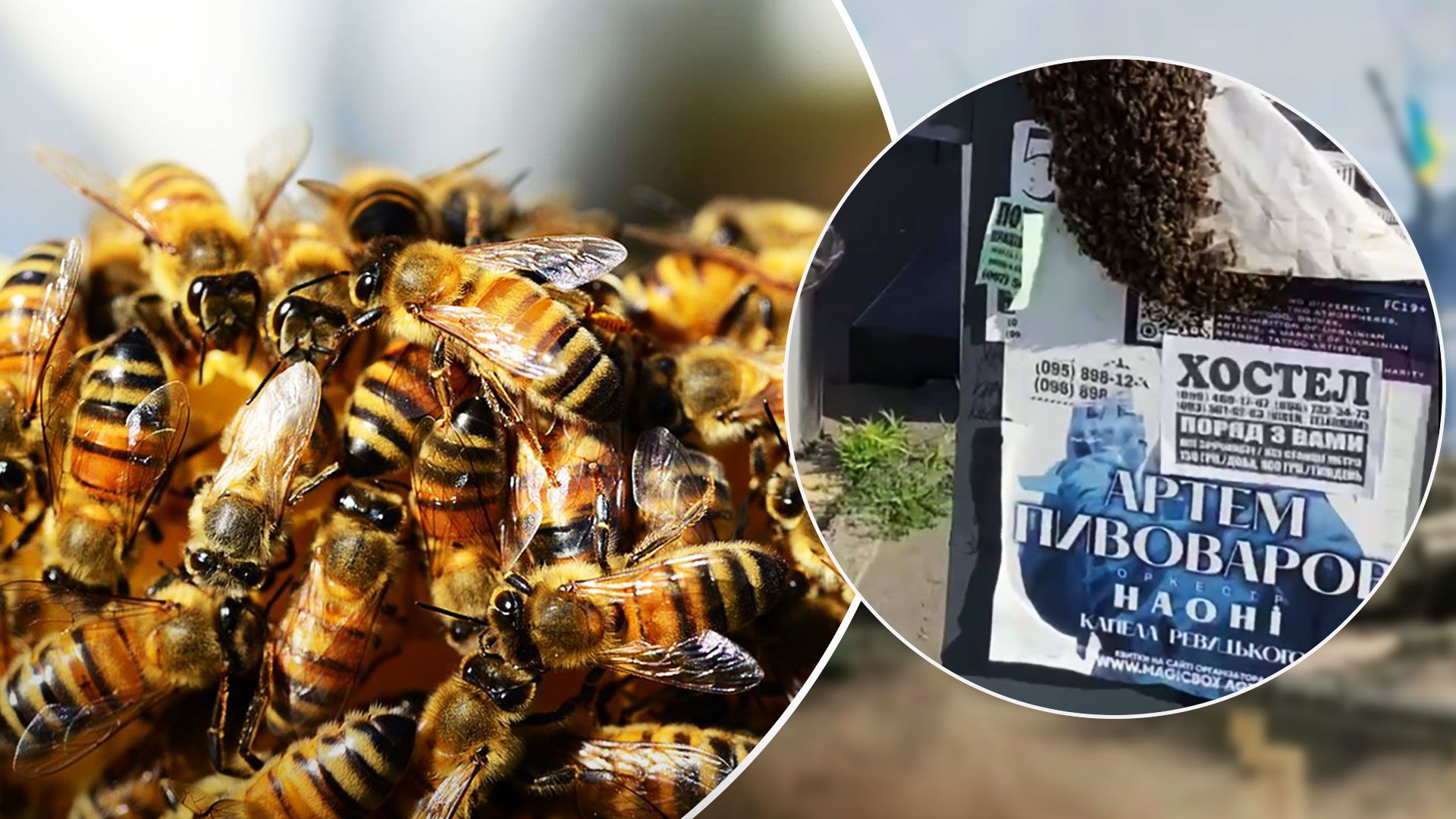 У Києві бджоли збудували гніздо біля метро Палац Україна - 24 Канал