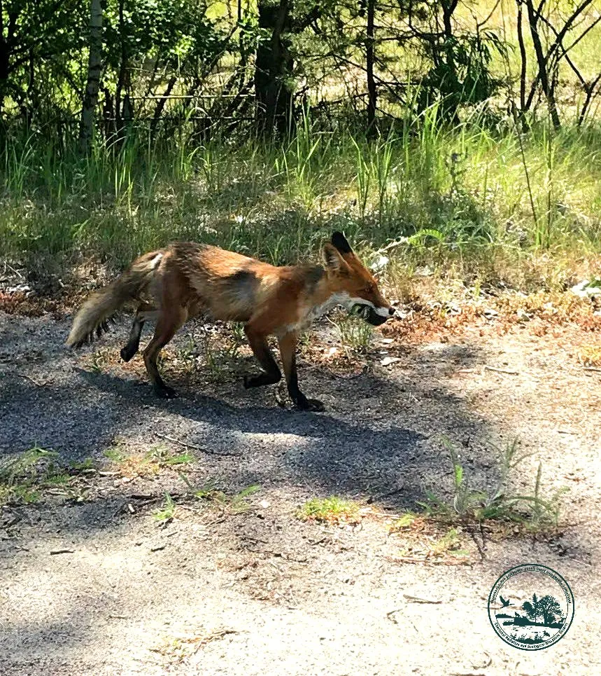 У Чорнобилі показали лисицю