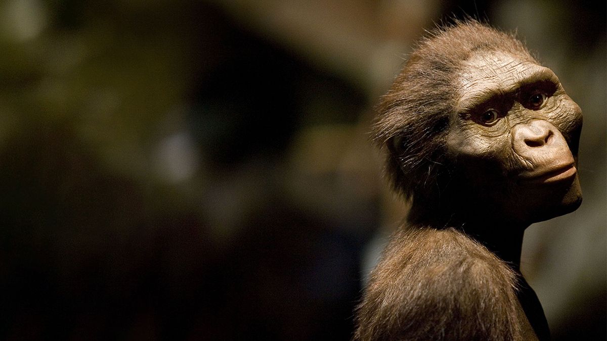 Ученые реконструировали мышцы ног австралопитека и поняли, какие они ходили. Ученые реконструировали мышцы ног австралопитека и поняли, какие они ходили.