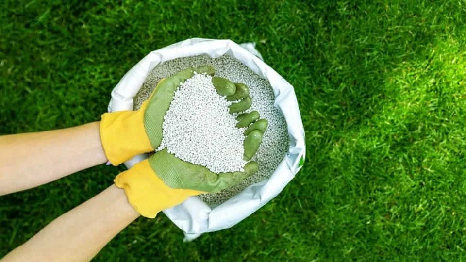 Сечовина Сечовина