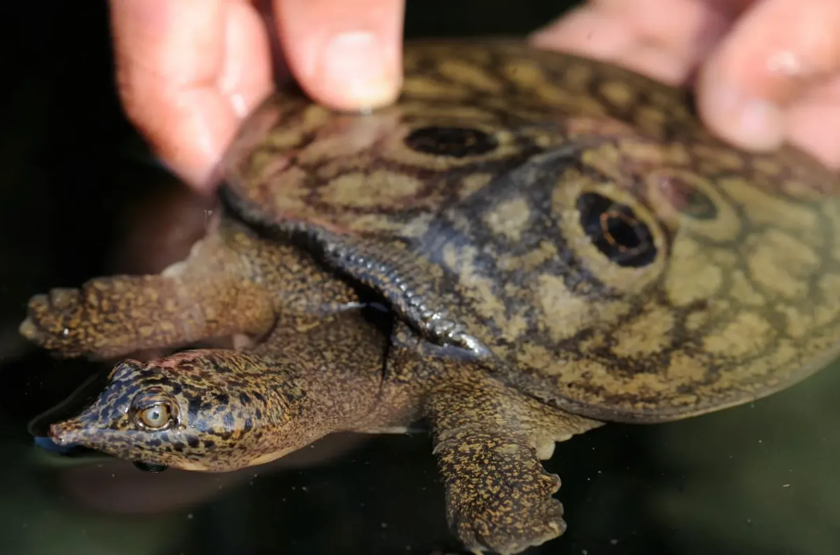 Виявлено 15 крихітних дитинчат бірманської черепахи