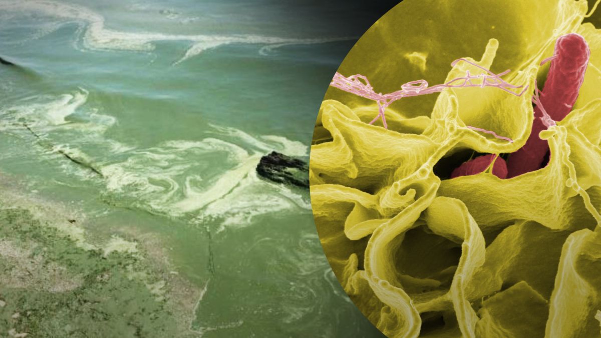 В Одессе позеленело море В Одессе позеленело море