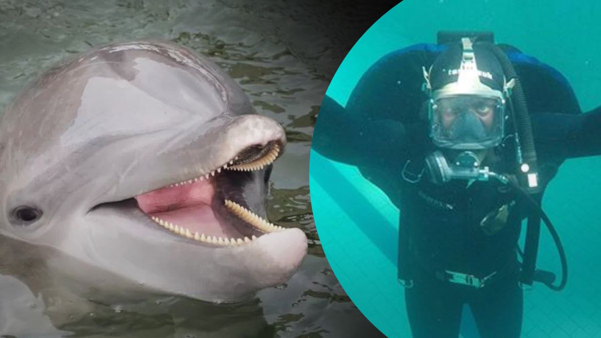 Черное море охраняют российские боевые дельфины