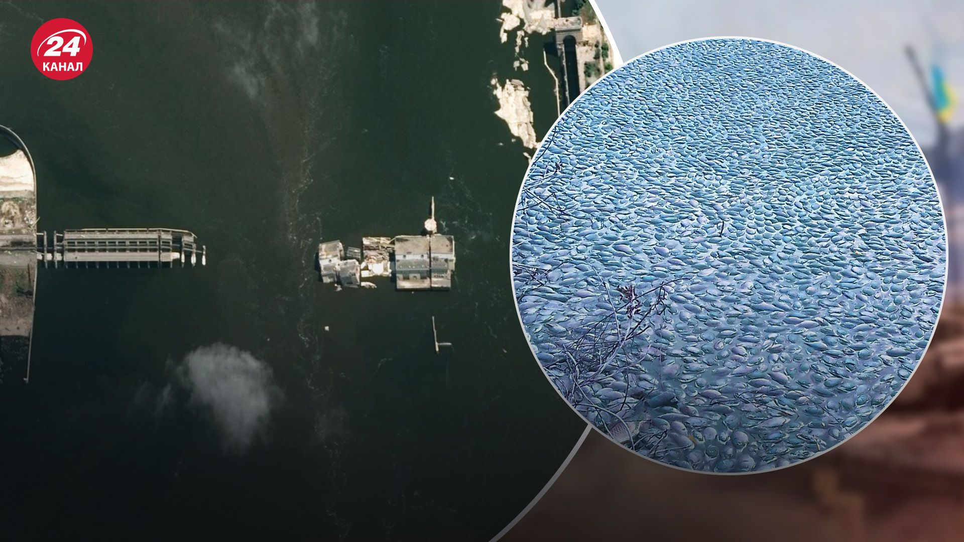 Мор риби у Херсонській області Мор риби у Херсонській області