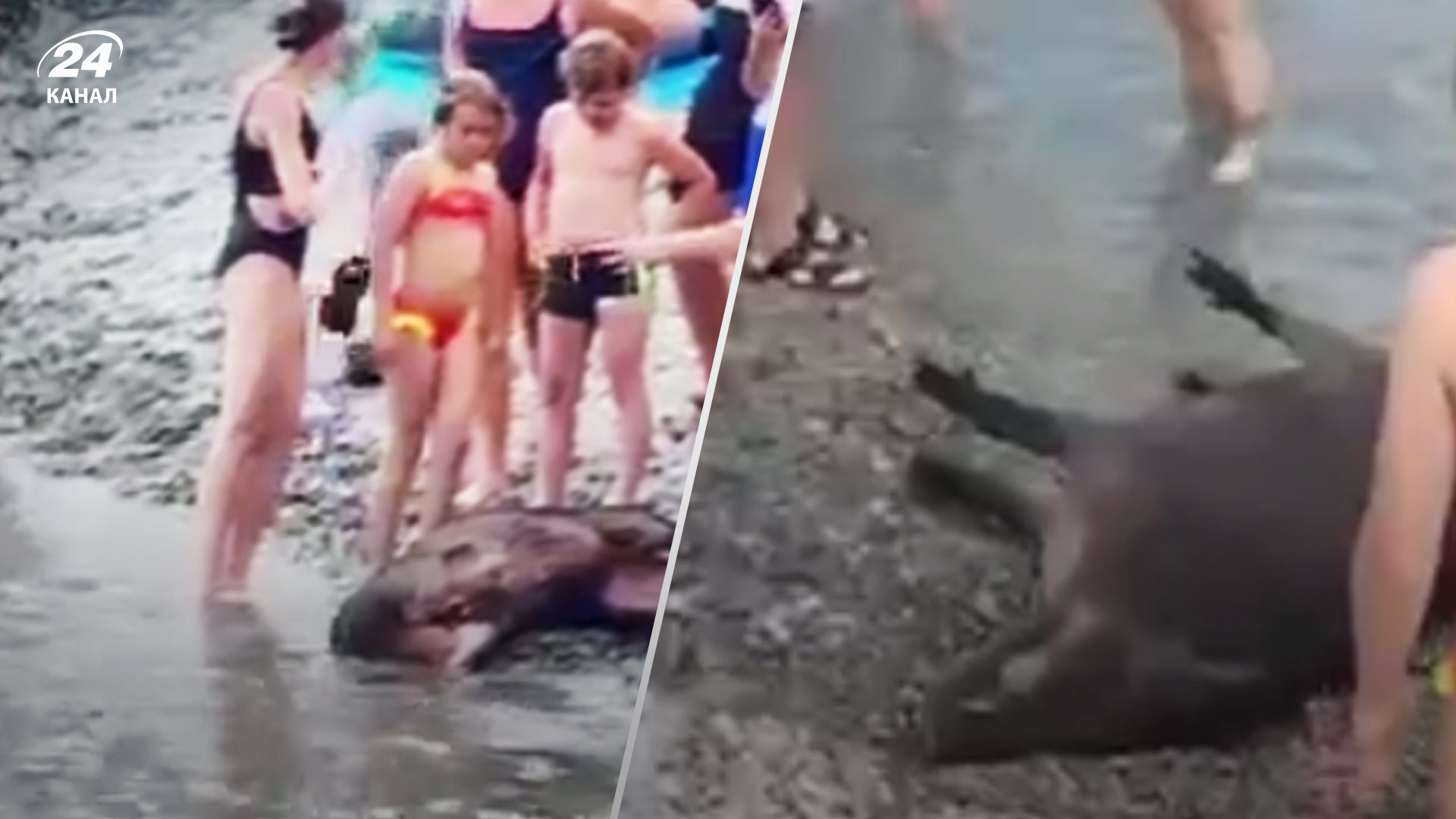 В Ялте на берег вынесло кабана В Ялте на берег вынесло кабана