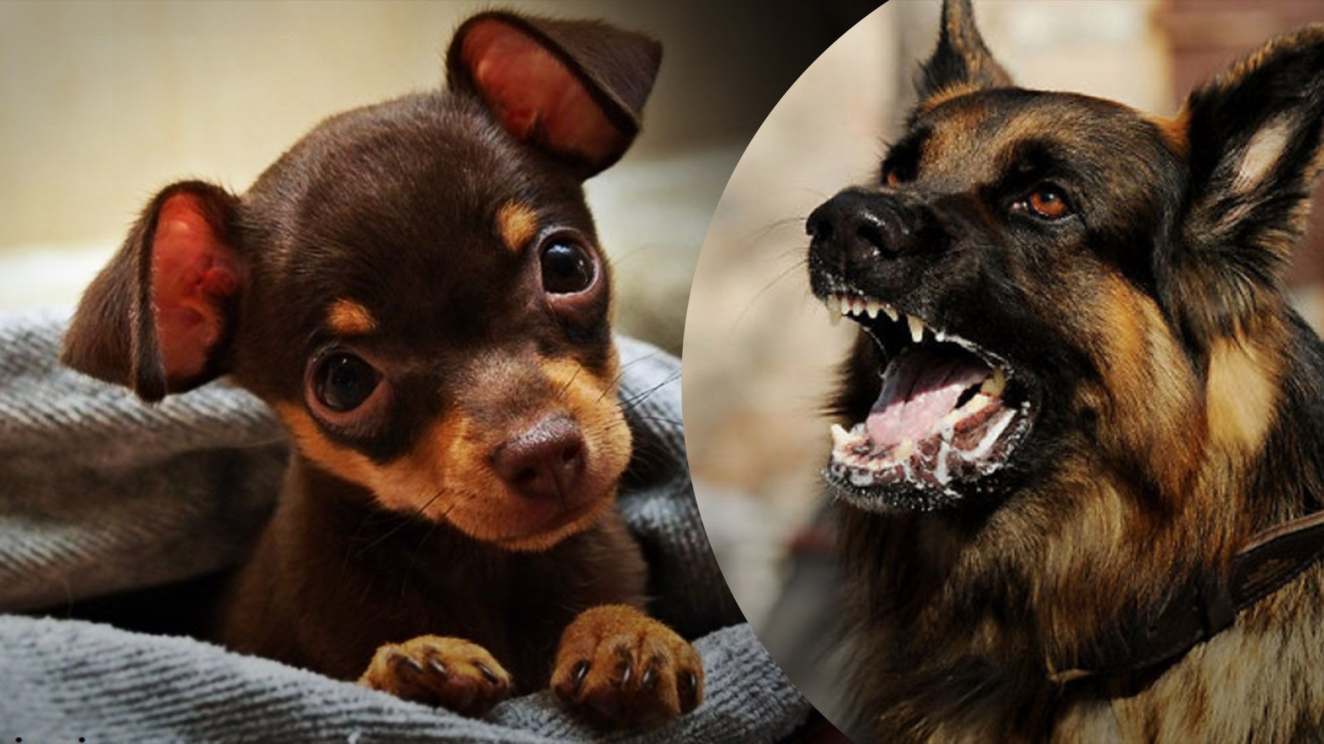 В Одесі вівчарки загризли той-тер'єра В Одесі вівчарки загризли той-тер'єра