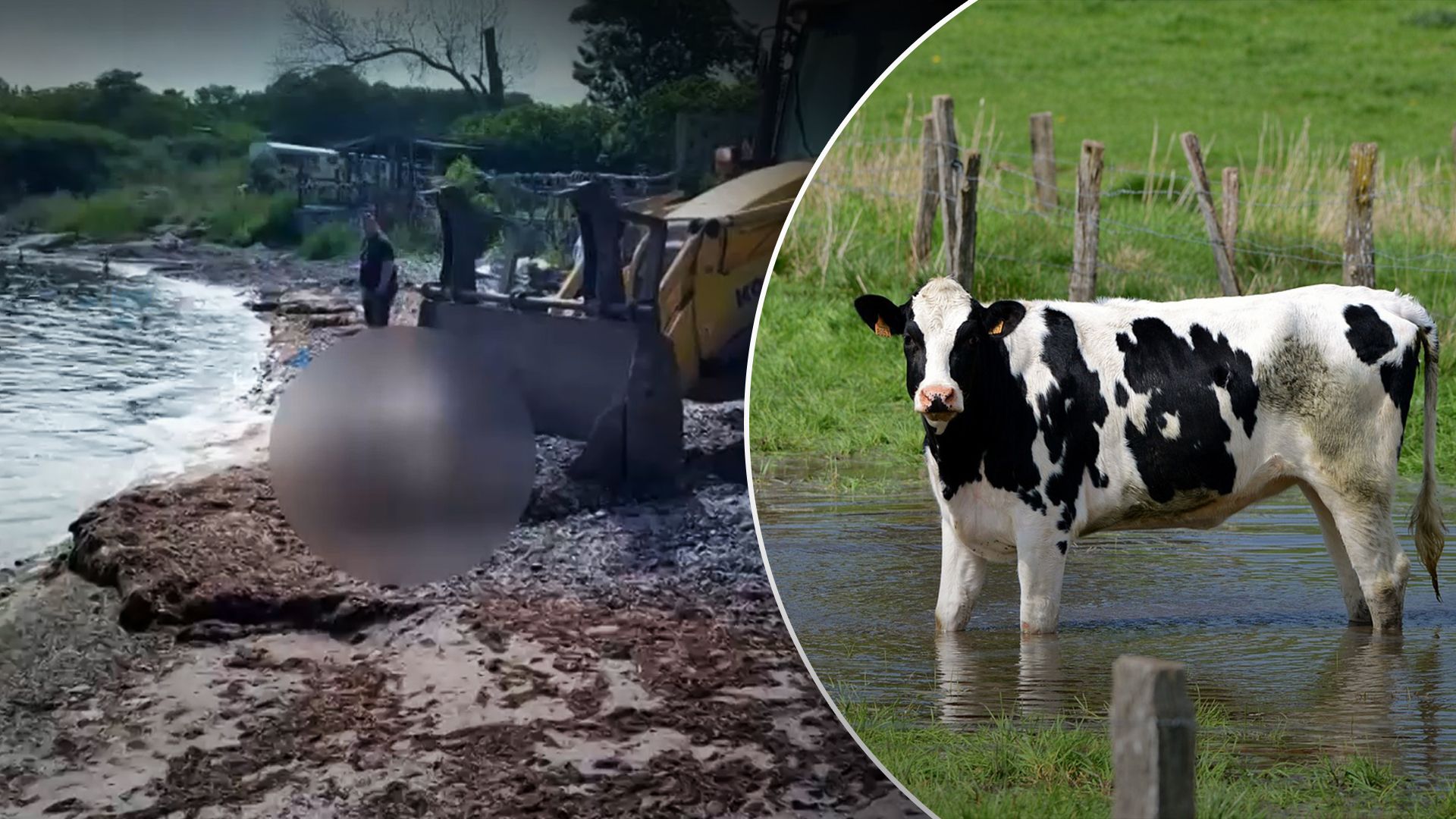 В Болгарии на берег вынесло уже 3 коровы В Болгарии на берег вынесло уже 3 коровы