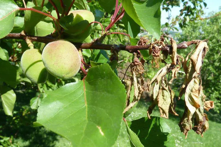 Монилиоз абрикоса Монилиоз абрикоса