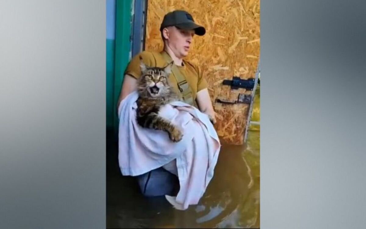 Кот-гигант Макс из затопленного Херсона