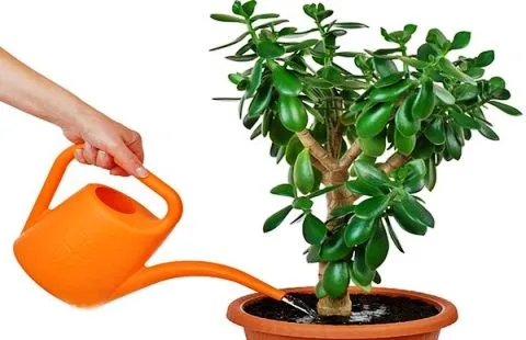 Полив грошового дерева Полив грошового дерева