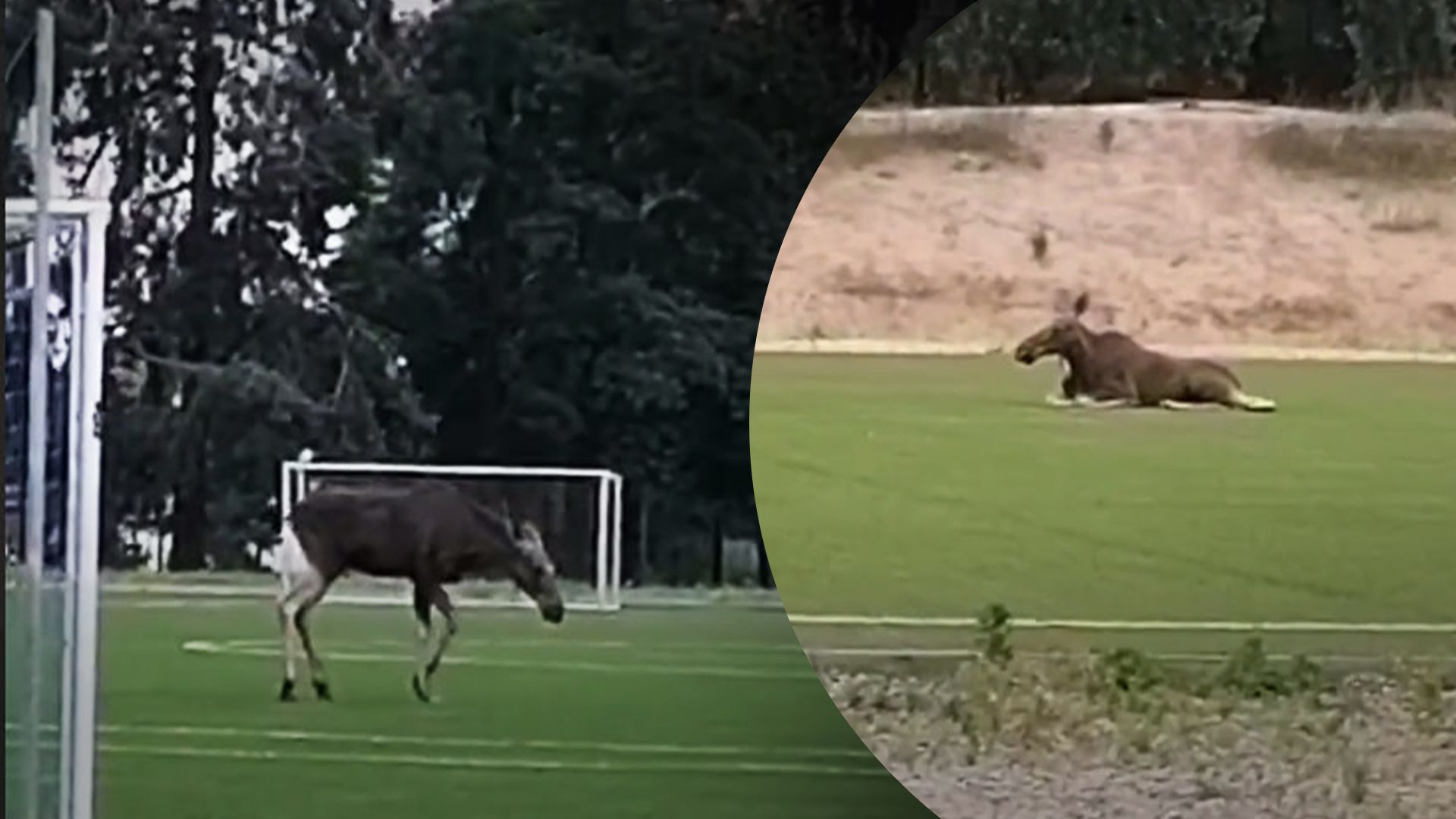 Вероятно, стал жертвой ДТП: в парке Киева заметили обессиленный лося - 24 Канал Вероятно, стал жертвой ДТП: в парке Киева заметили обессиленный лося - 24 Канал