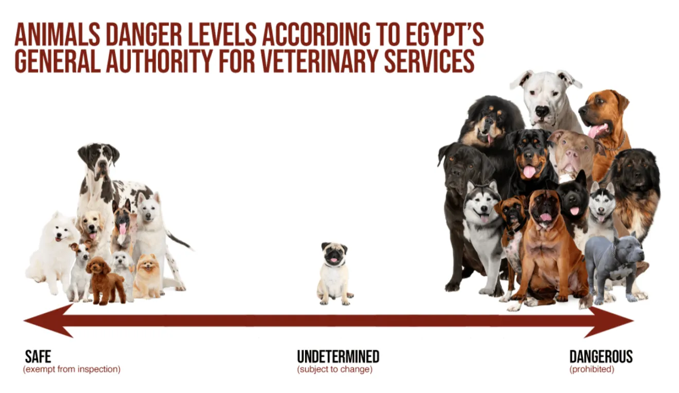 В Египте запретили держать собак 15 опасных пород