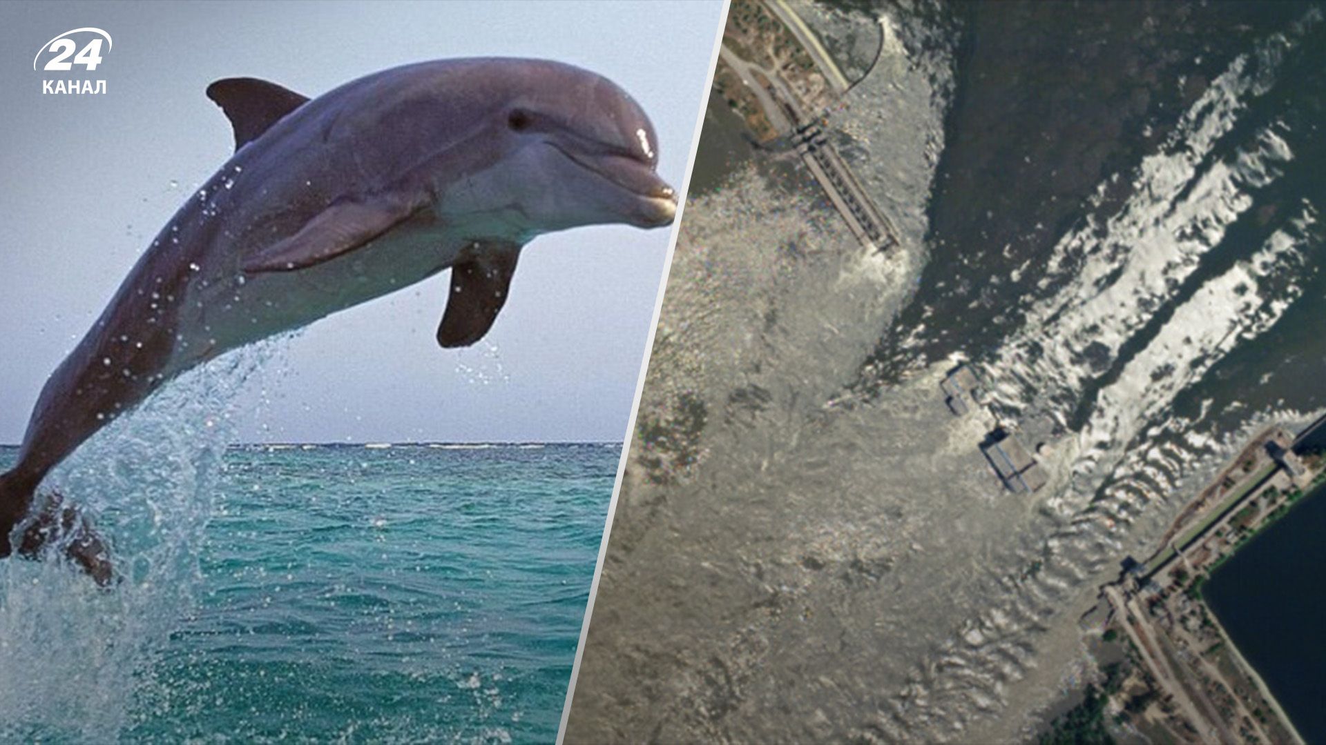 Ермак рассказал о мертвых дельфинах на берегах Турции и Болгарии
