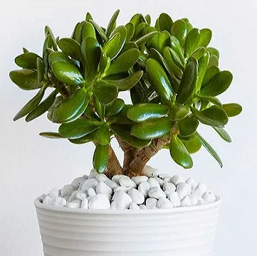 Денежное дерево Денежное дерево