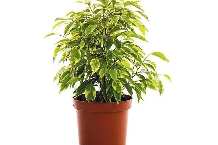 Фикус Фикус