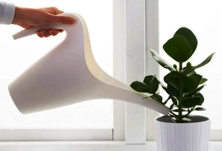 Полив фикуса Полив фикуса