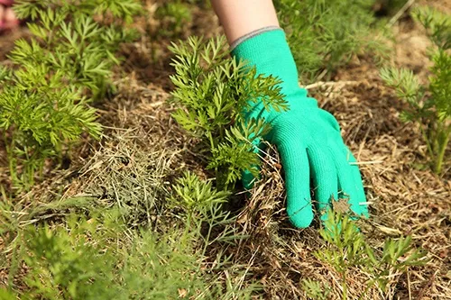 Мульчирование земли Мульчирование земли