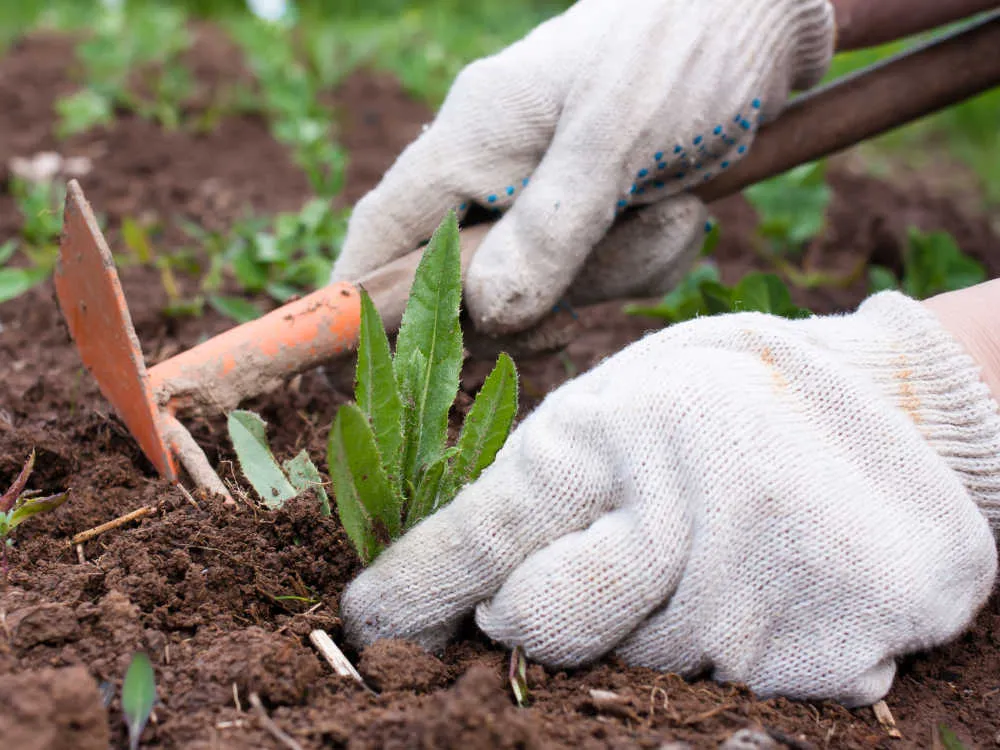 Пропалка Пропалка