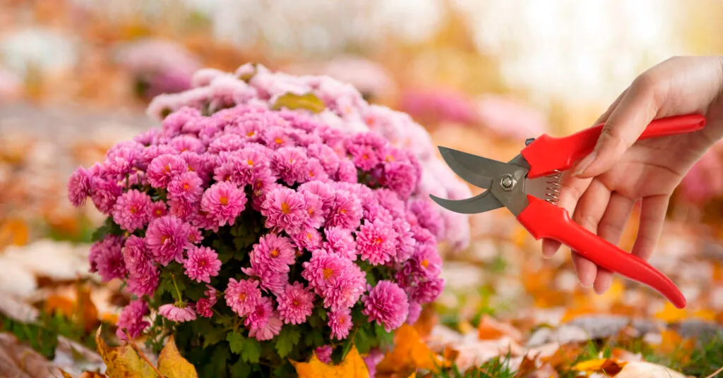 Обрізання хризантем Обрізання хризантем