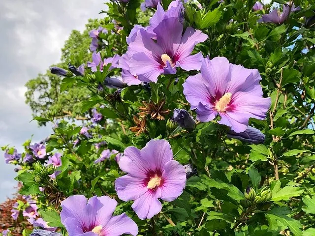 Гибискус Гибискус