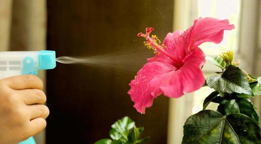 Полив гибискуса Полив гибискуса