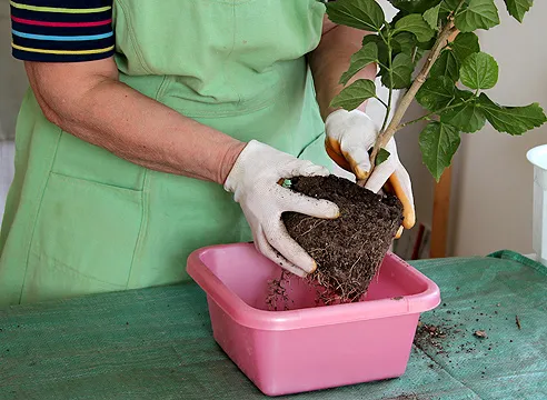 Пересадка гибискуса Пересадка гибискуса