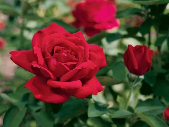 Chrysler Imperial Chrysler Imperial
