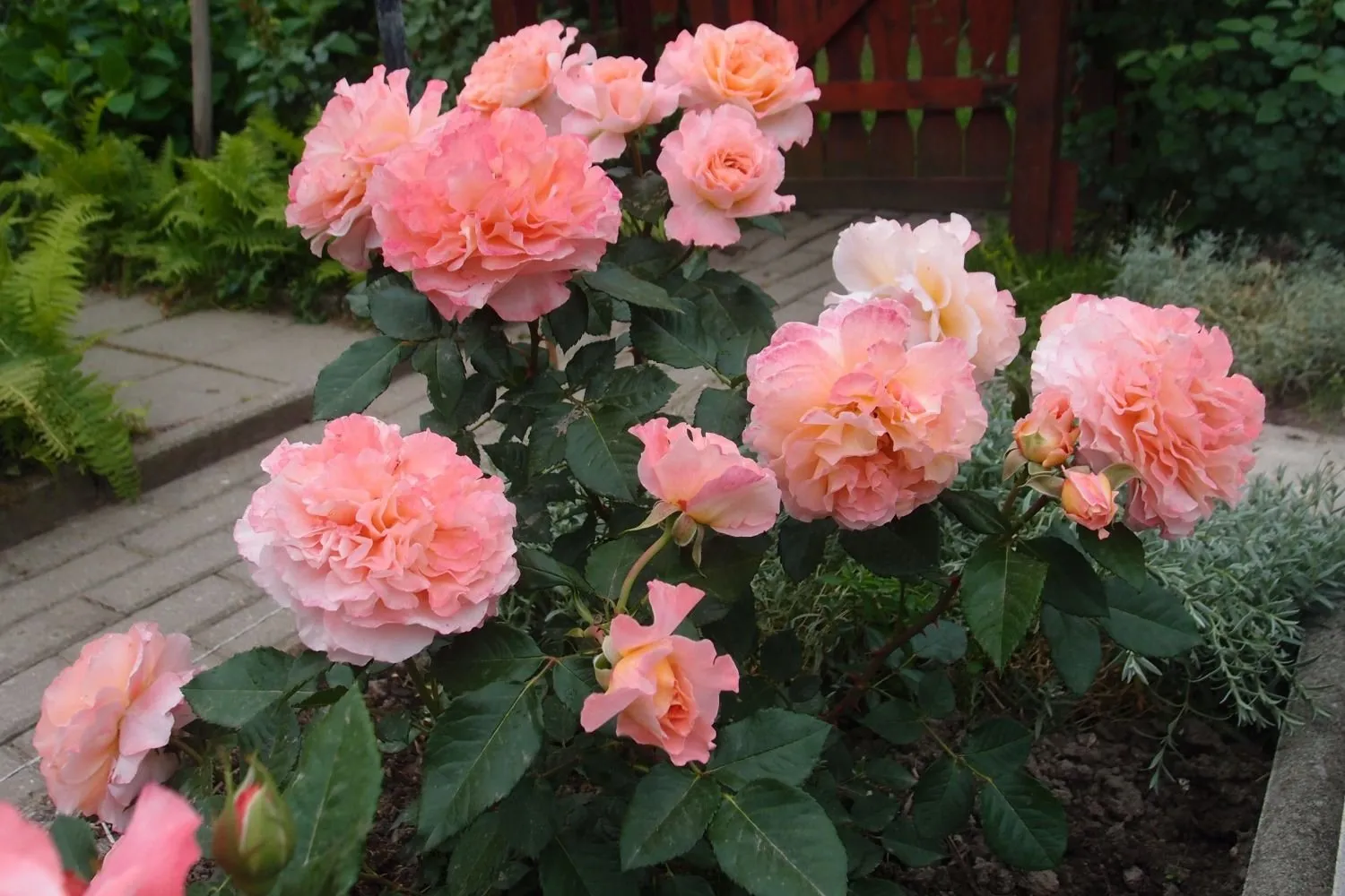 Remi Martin Remi Martin