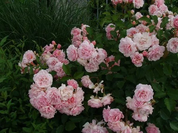 Martin Frobisher Martin Frobisher