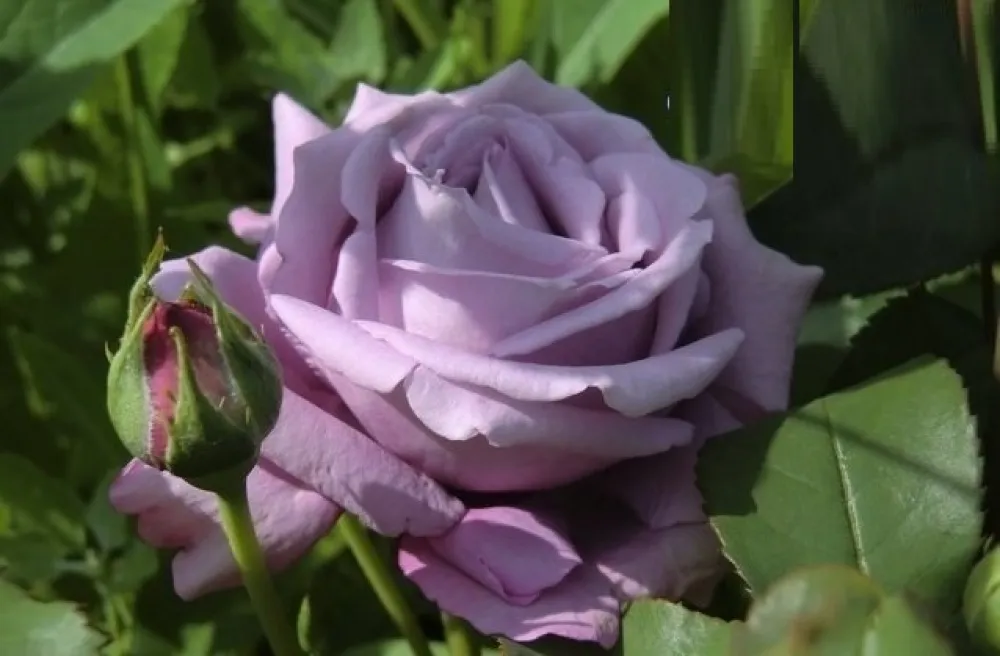 Mainzer Fastnacht Mainzer Fastnacht