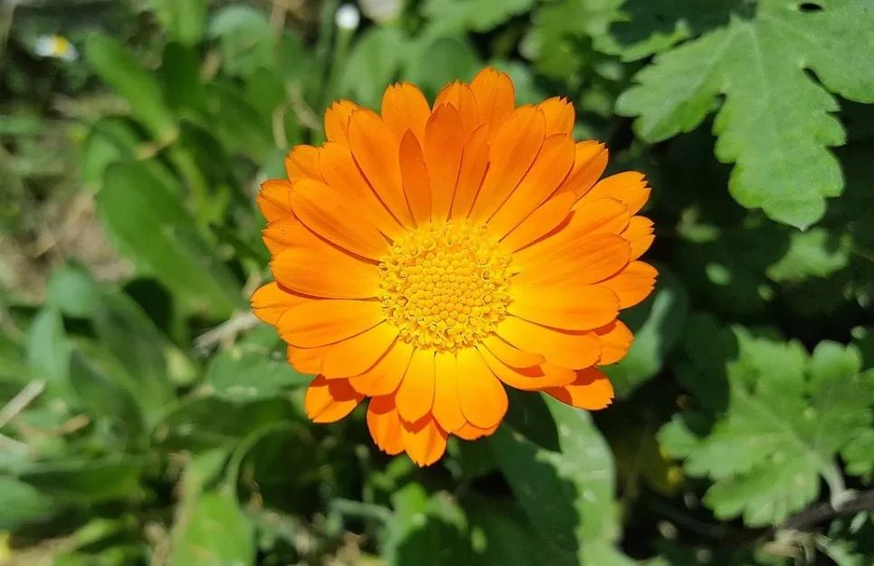 календулы календулы