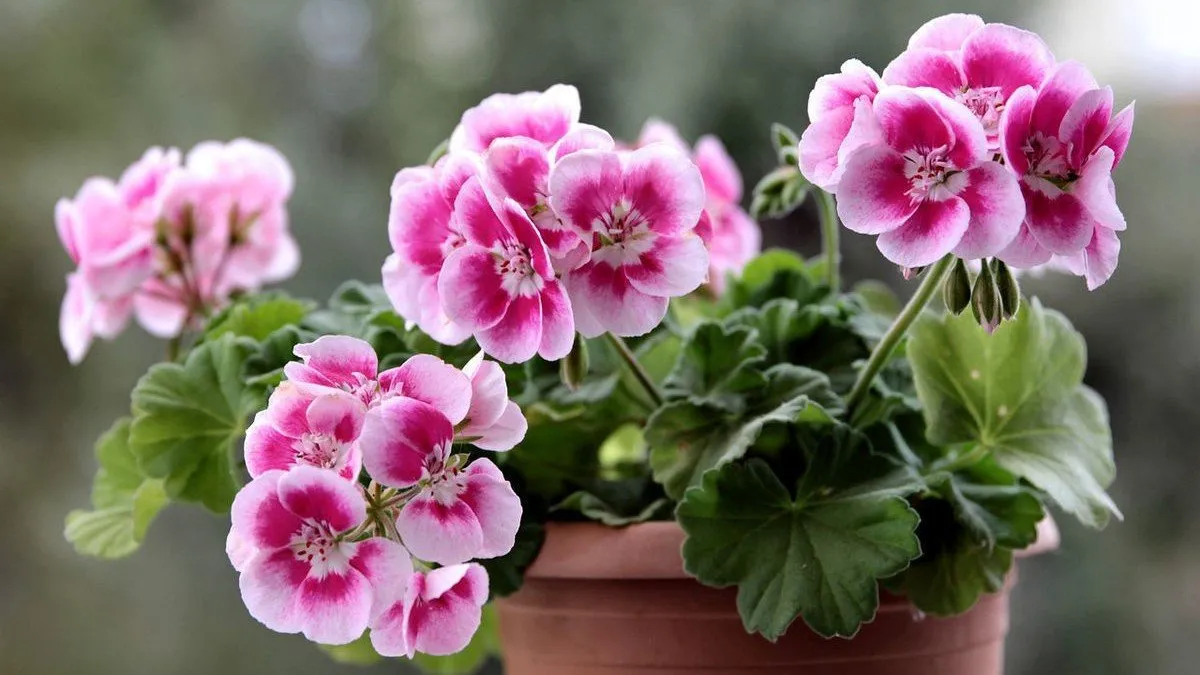 Калачик Калачик