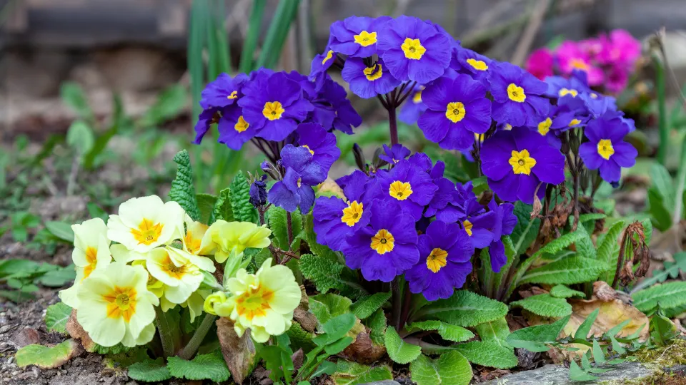 Примуля Примуля