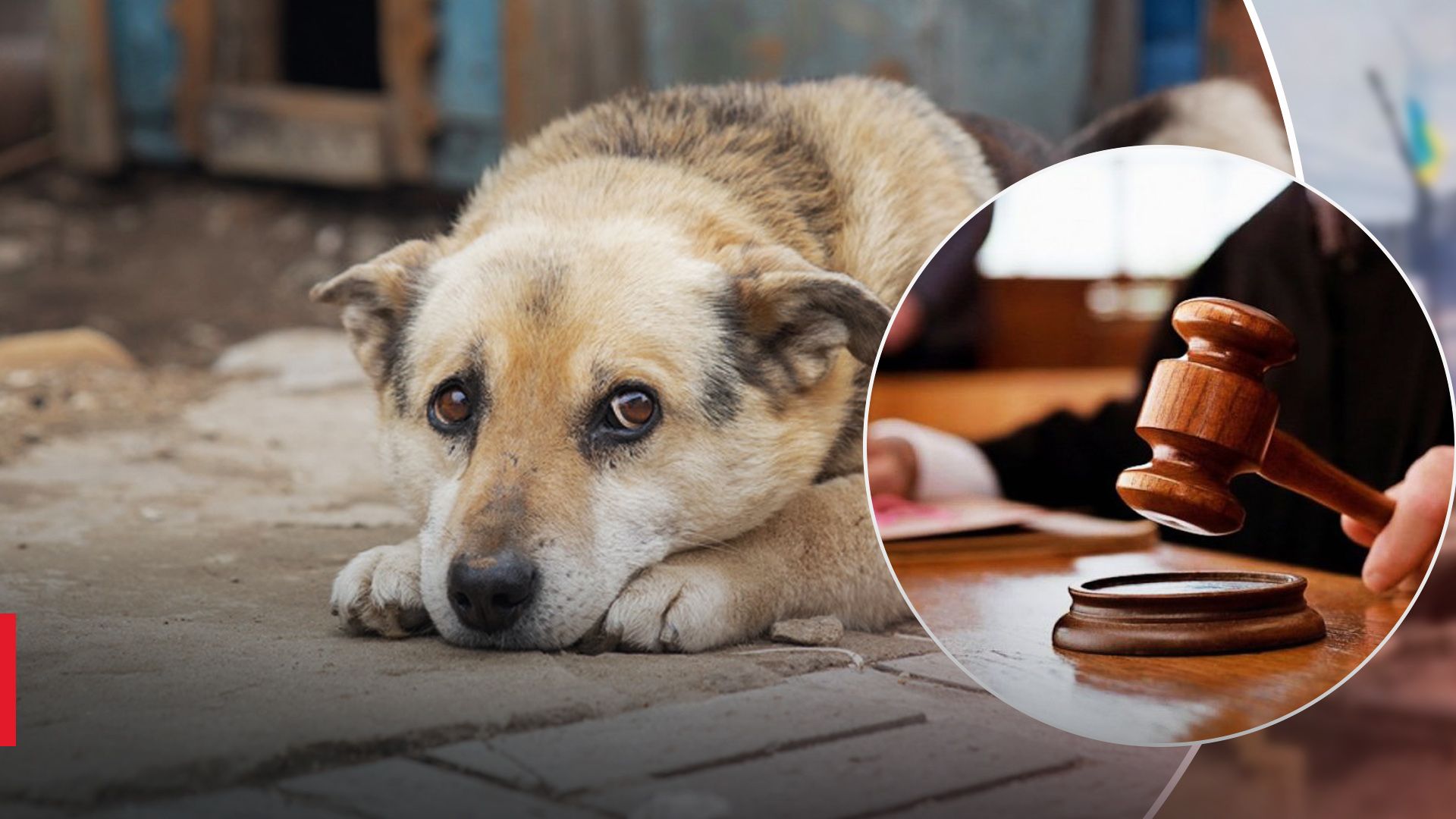 На Одещині чоловіка засудили на 5 років ув'язнення за вбивство собаки 
