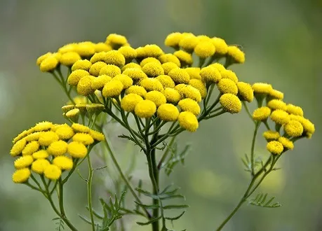 Піжмо Піжмо