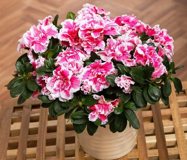 Азалия в горшке Азалия в горшке