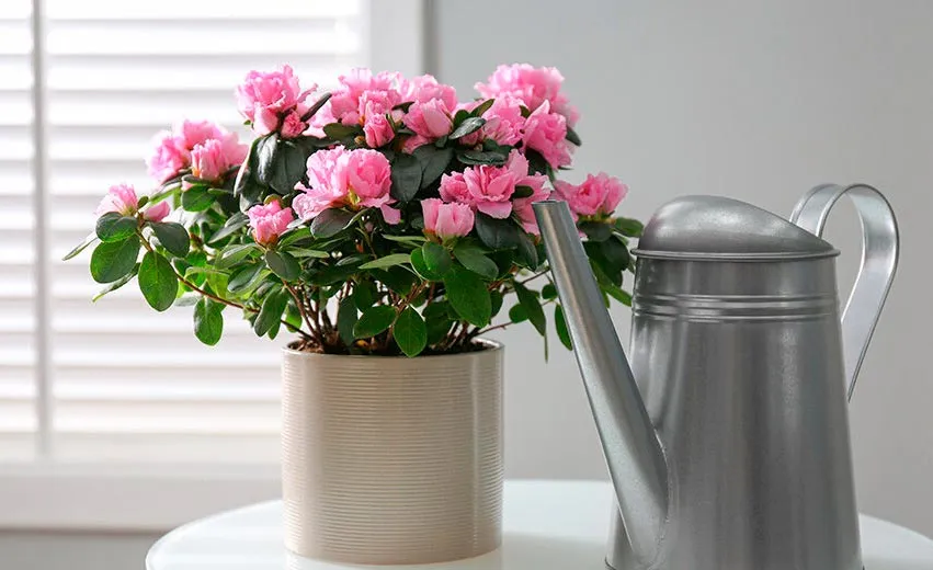 Полив азалий Полив азалий