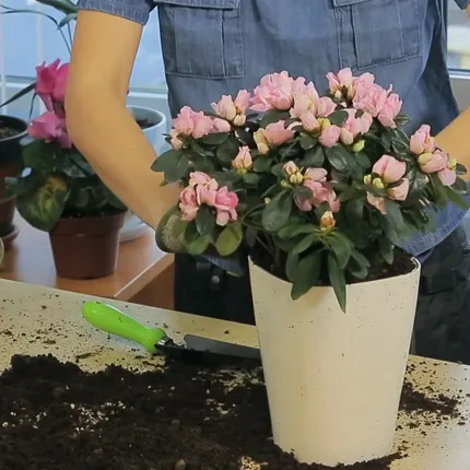 Пересадка азалий Пересадка азалий