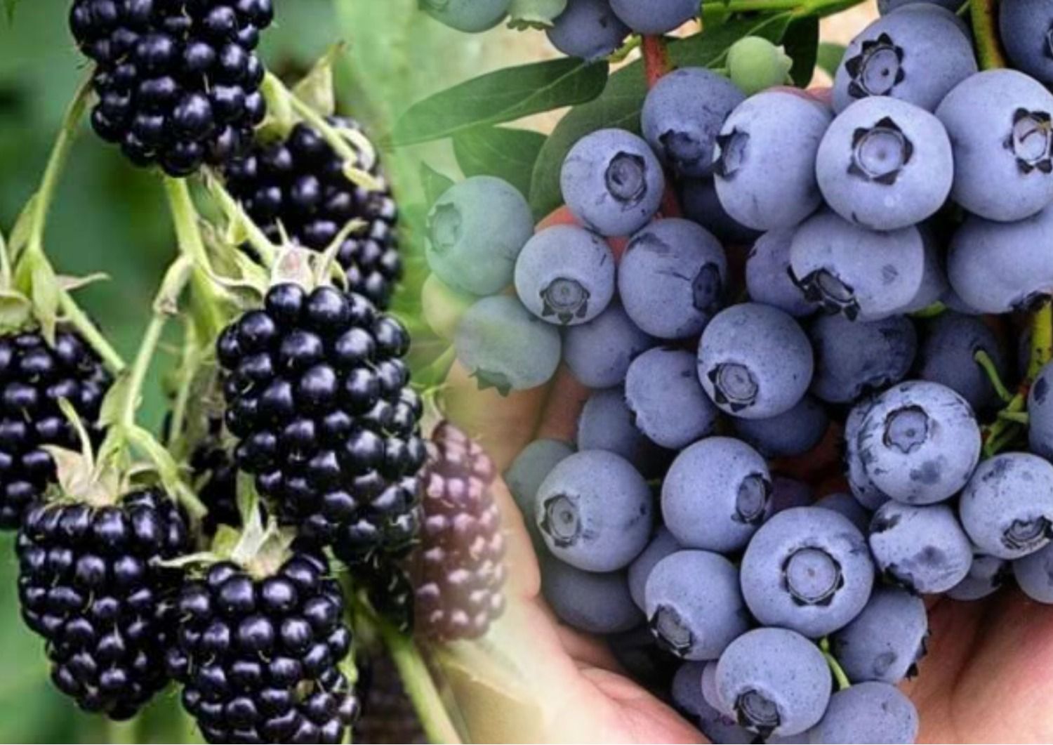 Суржик – как правильно называть ежевику и чернику и о каких суржиковых словах забыть Суржик – как правильно называть ежевику и чернику и о каких суржиковых словах забыть