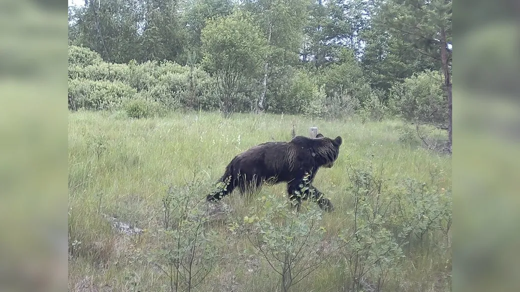 На Черниговщине фотоловушка зафиксировала медведя