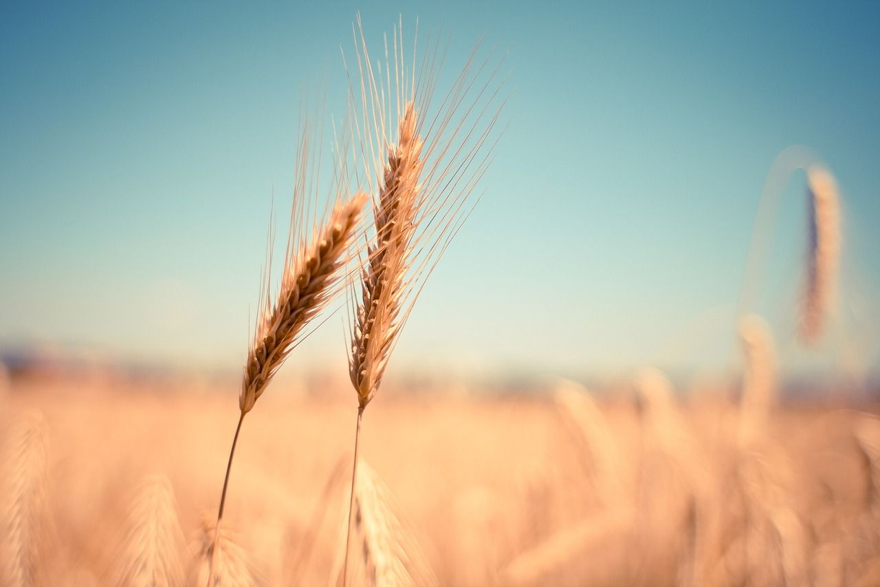 Цены на пшеницу выросли