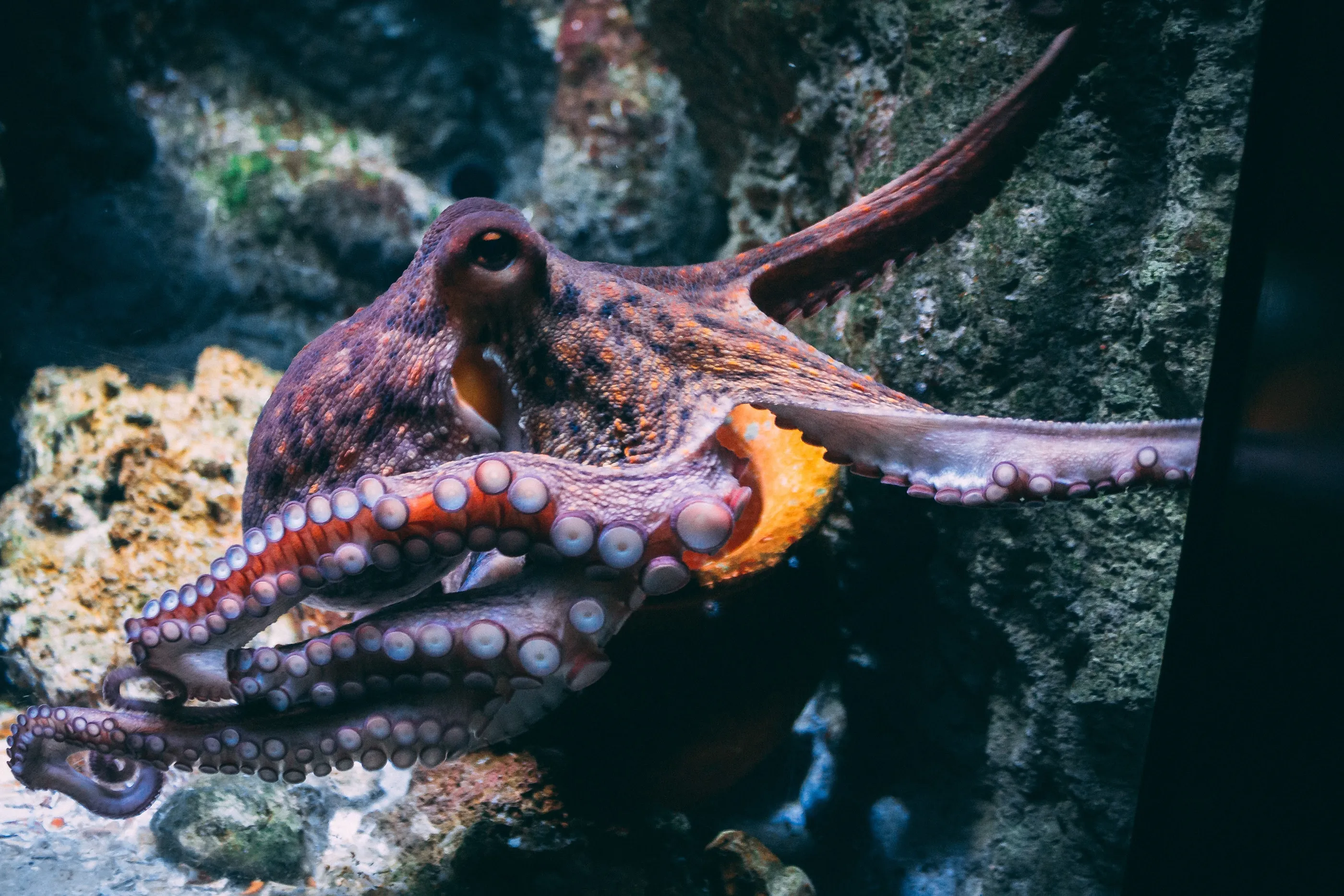 Разница между осьминогом и кальмаром