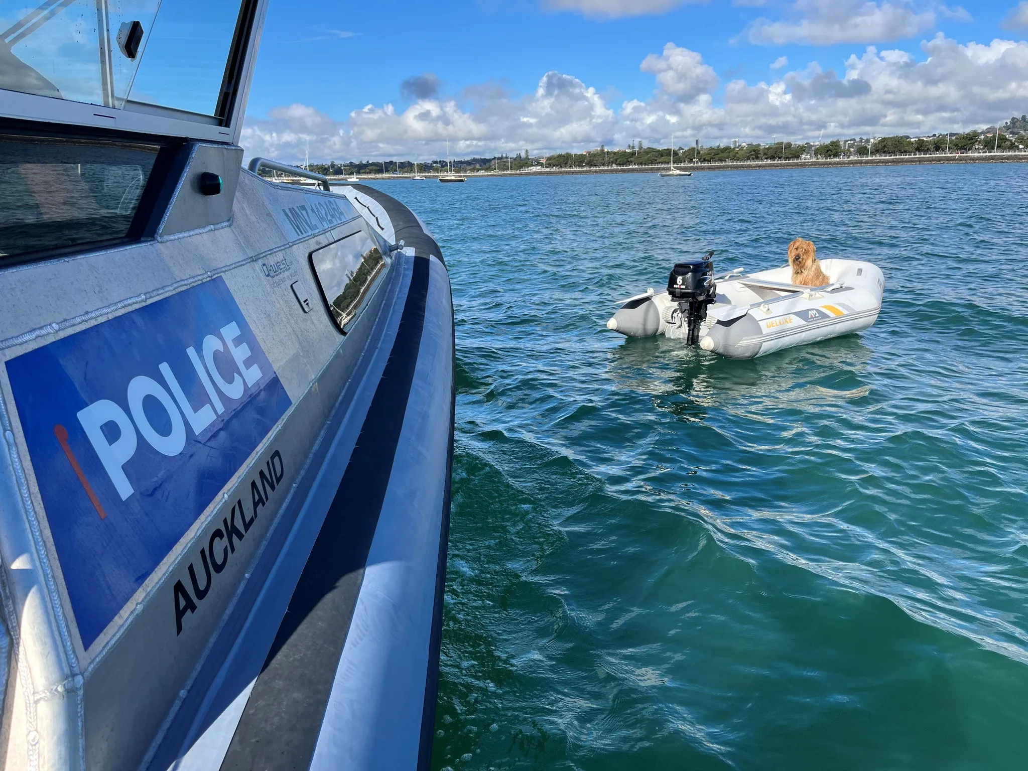 Поліція врятувала собаку, якого знайшли на маленькому човні у морі