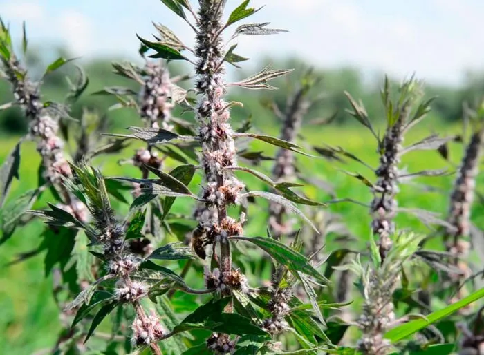 Пустырник Пустырник