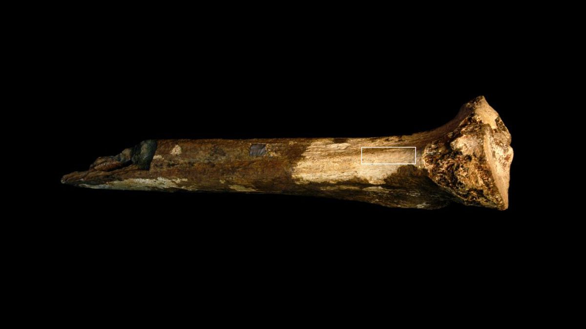 Знайдено нові свідчення того, що предки людей їли одне одного Знайдено нові свідчення того, що предки людей їли одне одного