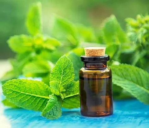 Ефірна олія м'яти Ефірна олія м'яти
