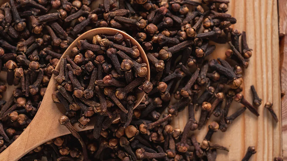 Гвоздика Гвоздика