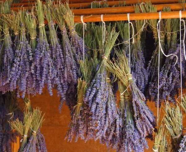 Сушка лаванда пучками Сушка лаванда пучками